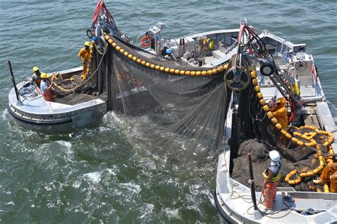 Proposed menhaden ban blocked in Virginia legislature | National Fisherman