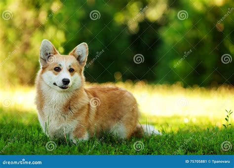 Red Welsh Corgi Pembroke Dog Outdoors On Green Grass Stock Image