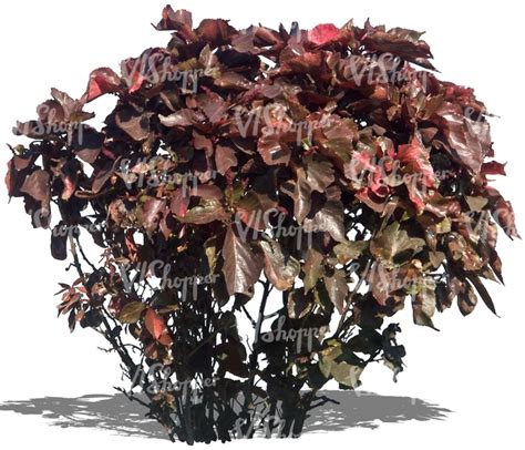 Cut Out Bush With Reddish Leaves Vishopper