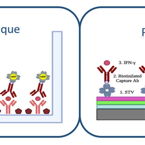 ELISA technique protocol for IFN-γ detection and PoC technology... | Download Scientific Diagram