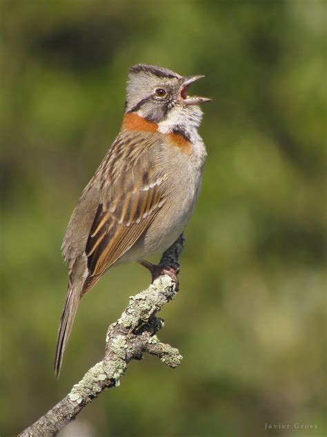 Chincol Rufous Collared Sparrow Zonotrichia Capensis Flickr