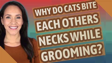 Why Do Cats Bite Each Others Necks While Grooming Youtube