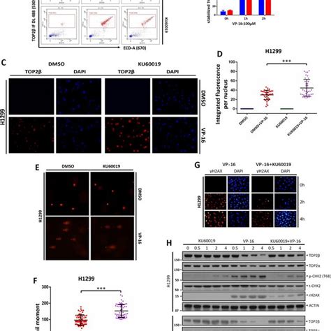 KU60019 increases the level of the TOP2β DNA cleavage complex and