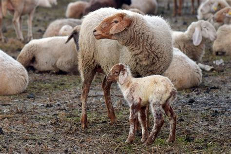 Five White Sheep on Farm · Free Stock Photo