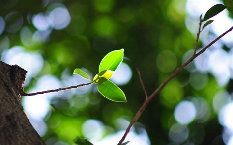 Wallpaper Sunlight Leaves Nature Plants Branch Green Blossom