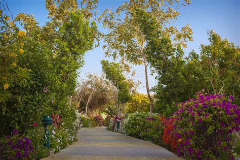 Parque Tropical Hermoso Con Los Arbustos Y Los Callejones Florecientes