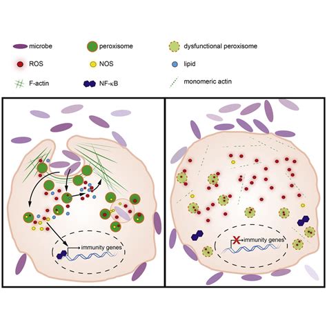 Peroxisomes A Nexus For Lipid Metabolism And Cellular Signaling Cell