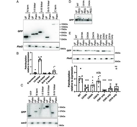 Palmitoylation of the I II linker of α1C in transfected HEK cells A