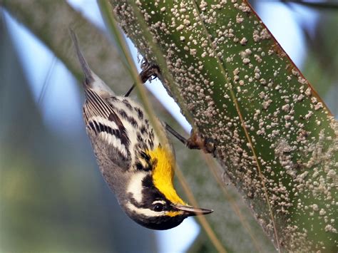 Yellow Throated Warbler Ebird