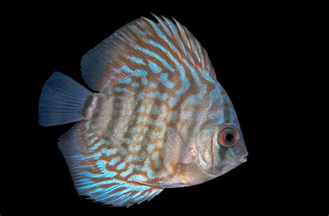 Royal Blue Discus Select