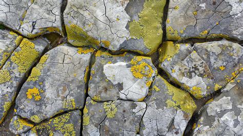 Premium Photo Cracked Stone Texture With Yellow Lichen Growing In The