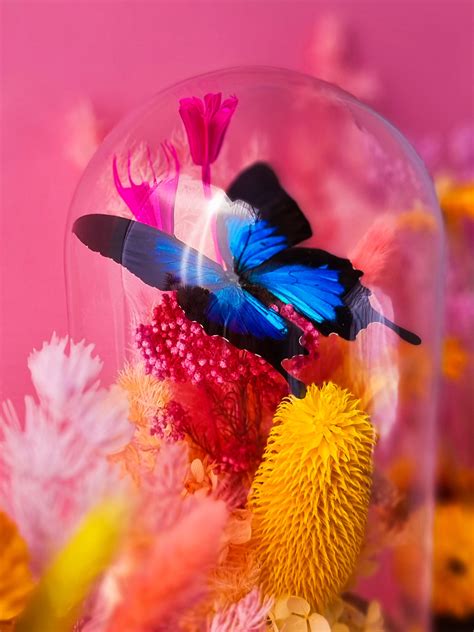 Shop Babe Butterfly Melbourne