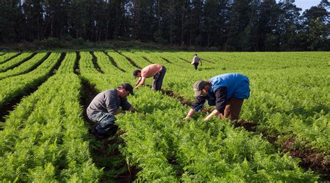 Publicada Lista De Produtos De Agricultura Familiar B Nus Em Abril