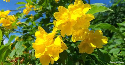 Tecoma Stans: How To Grow and Care For Yellow Bells