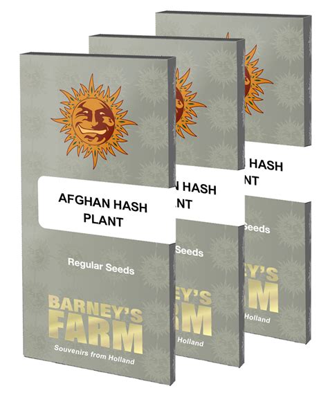 Afghan Hash Plant Regular Weed Strain Seeds Barneys Farm