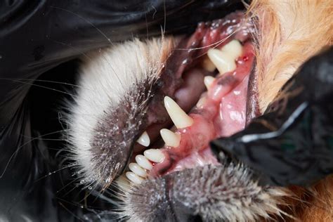 Black Spots On Cats Gums Should You Be Concerned