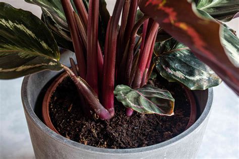 How To Grow And Care For Prayer Plants