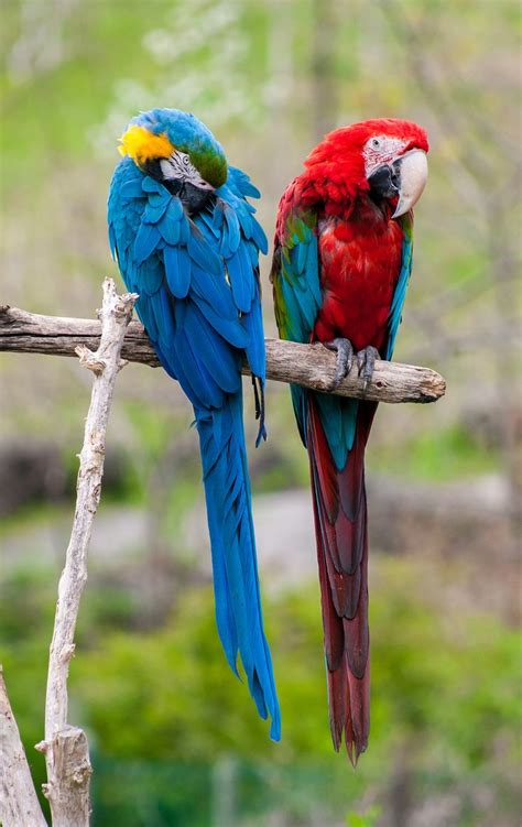 17 Best images about For the Love of Parrots on Pinterest | Parrot ...