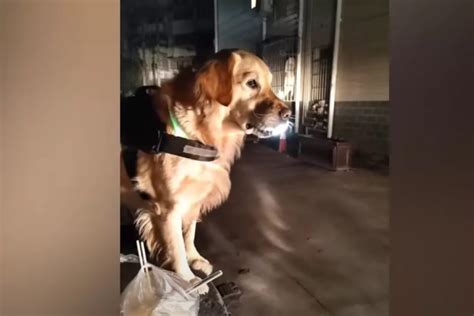 Perrito Acompa A A Su Due A A Casa Cada Noche El Mejor Guardaespaldas