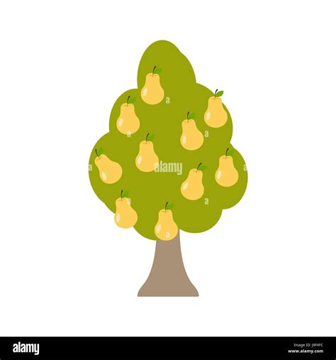 Pear Tree Isolated Garden Wood With Pears On White Background Large