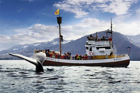 Whale Watching in Húsavík, Husavik