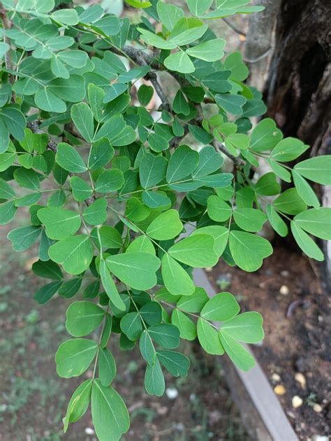 Haematoxylum Campechianum Introduced EFlora Of India