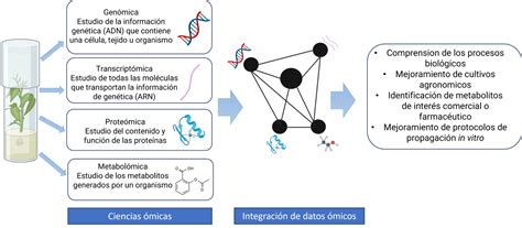 El cultivo in vitro de plantas y las ciencias ómicas