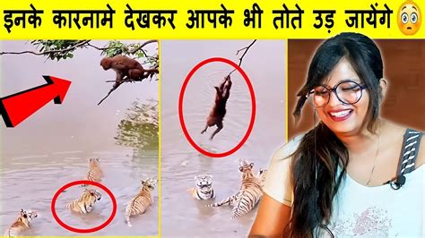 जानवरों के ऐसे कारनामे देखने के लिए नसीब लगता है Funny And Cute Animal