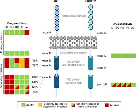 Frontiers Early And Next Generation Kitpdgfra Kinase Inhibitors And