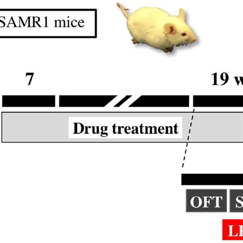 Schematic Representation Of The Experimental Schedule Abbreviations