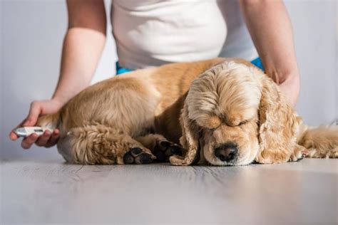 Cuál es la TEMPERATURA NORMAL de un PERRO Guía Completa