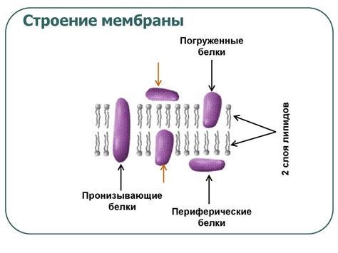 Плазматическая мембрана - презентация онлайн