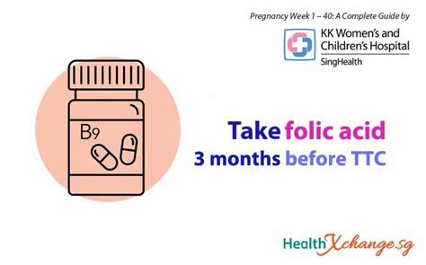 Do Pregnant Dogs Need Folic Acid