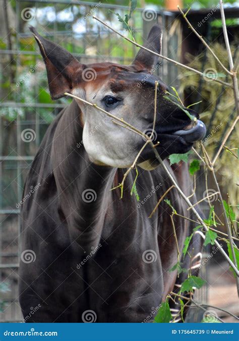 Okapi Okapia Johnstoni Stock Image Image Of Northeast 175645739