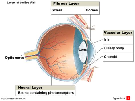 Anatomy Of The Visual System Eye Ear Flashcards Quizlet