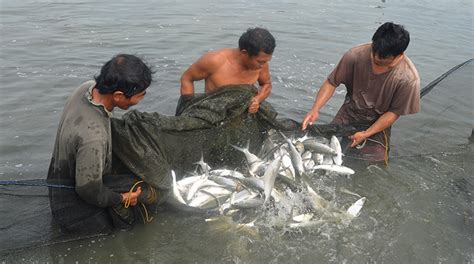 Harvesting Milkfish Low Tide Seafdecaqd