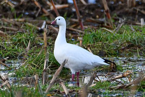 Rosss Goose Big Year Birding