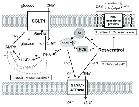 Schematic Illustration Of How Resveratrol Rsv May Affect Intestinal