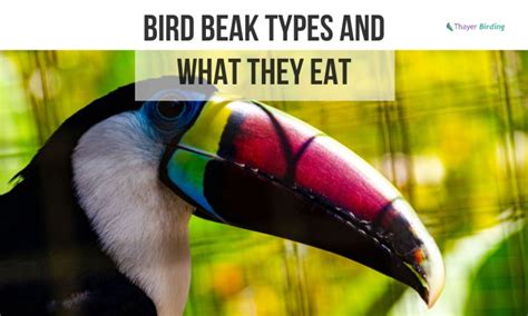 6 Bird Beak Types And What They Eat