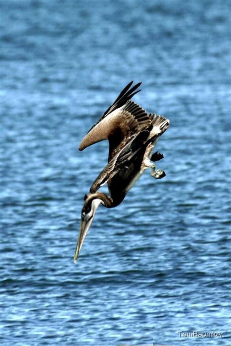 "DIVING BROWN PELICAN" by TomBaumker | Redbubble