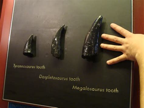 How Paleontologists Identify Dinosaur Teeth | Ancient Beasts