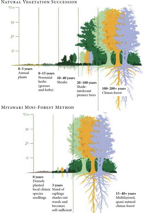 The Miyawaki Method Imagining A Mini Forest’s Potential