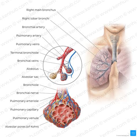 Bronchi Anatomy Function And Histology Kenhub