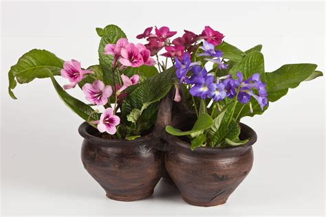 Skr Tnik Streptocarpus Wymagania Uprawa W Domu Rozmna Anie