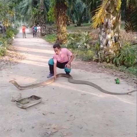 Largest King Cobra Ever