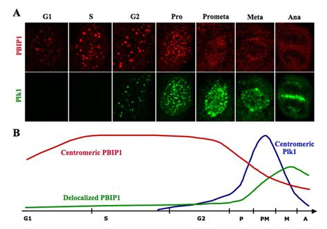 Self Regulated Mechanism Of Plk Localization To Kinetochores Lessons