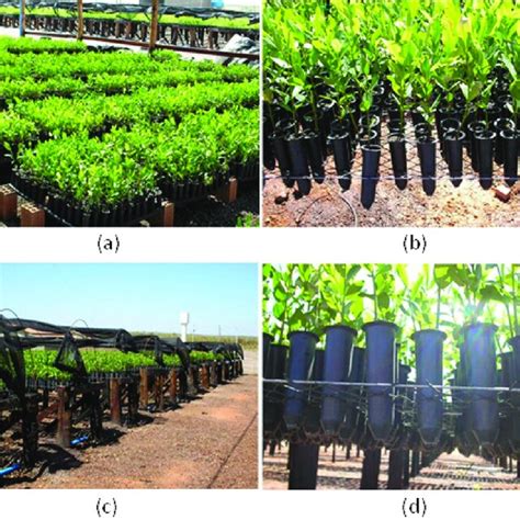 Exemplo de marcação das árvores do inventário florestal sistemático