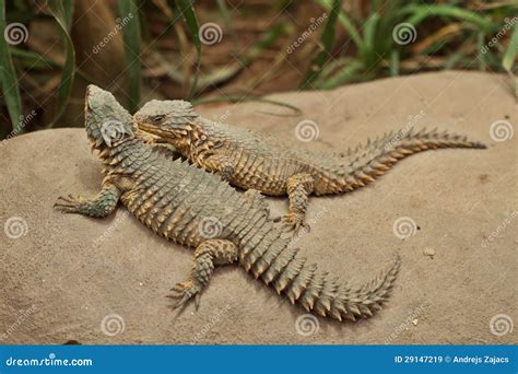 Two Lizard Stock Image Image Of Rock Friend Couple 29147219