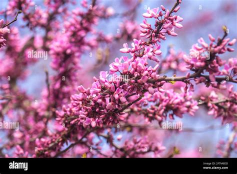 Eastern Redbud Hi Res Stock Photography And Images Alamy