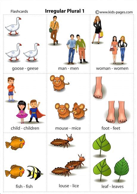 irregular plurals  flashcard